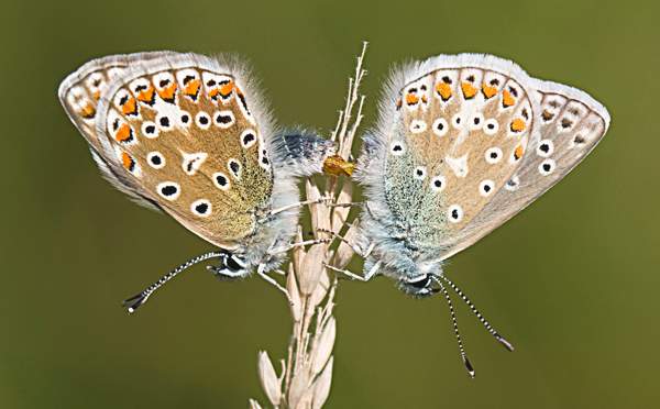 Silver studded blues paired.jpg